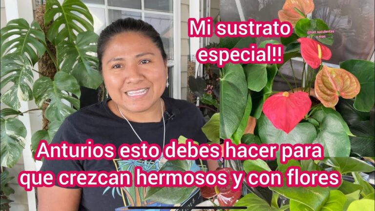 Opciones de ayuda para pagar la luz en Solana del Pino