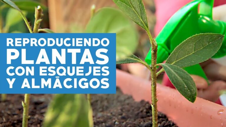 Guía para enfrentar multas en Solana del Pino