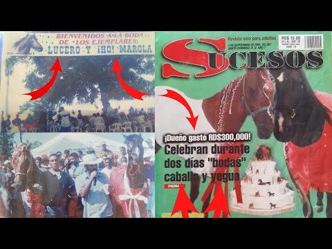 Guía para Denunciar el Maltrato Animal en Brazatortas