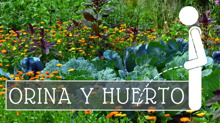Guía de Compra de Productos para Mascotas en Solana del Pino